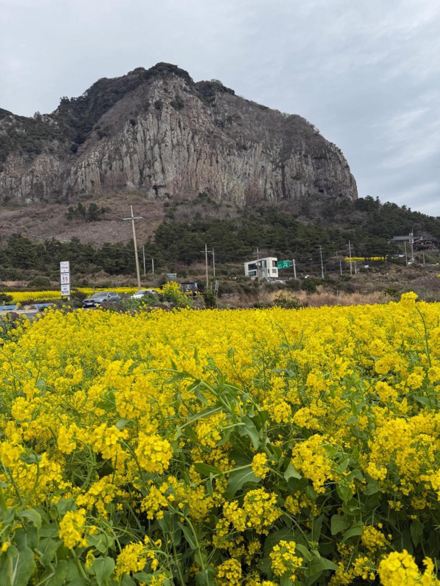 Jeju The Ocean Hill Pension Seogwipo Ngoại thất bức ảnh
